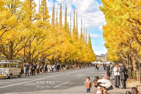 外銀杏|【東京景點推薦】明治神宮外苑銀杏林 季節限定金黃大道！最經。